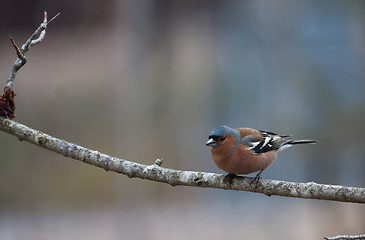 Image showing male chaffinch