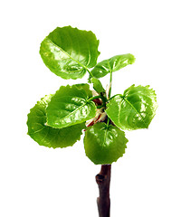 Image showing green leaves of willow at spring