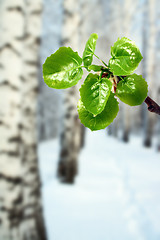 Image showing new green leaves at winter