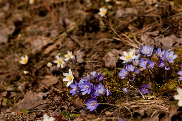 Image showing wild anemones