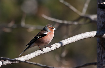 Image showing male chaffinch