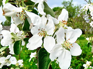 Image showing Apple-tree blossom