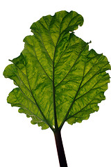 Image showing A back lit leaf on white