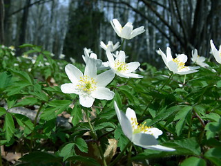 Image showing spring forest