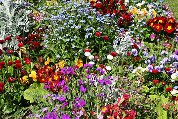 Image showing Spring flowers