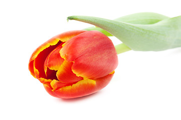 Image showing red tulip