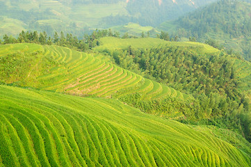 Image showing Green rice field