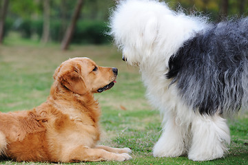 Image showing Two dogs