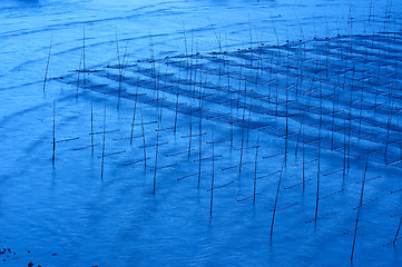 Image showing Seaweed farm