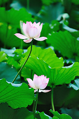 Image showing Two Lotus flowers