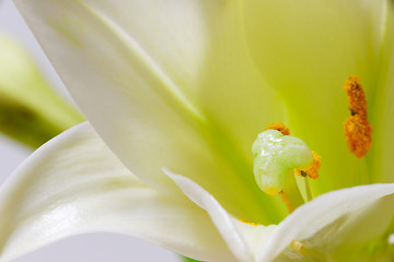 Image showing Lily flower macro