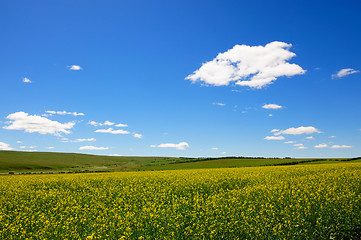 Image showing Rape flowers field background