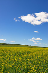 Image showing Rape flowers field