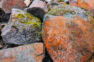 Image showing mosses on stones