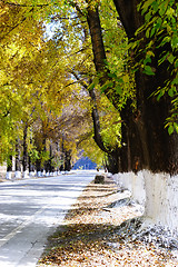 Image showing Autumn road