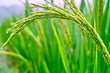 Image showing Field of rice seedlings