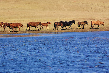 Image showing Landscape of lake and horses