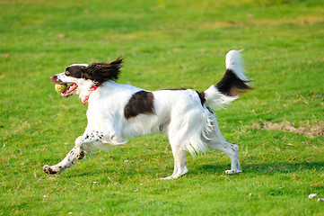 Image showing Springer dog running