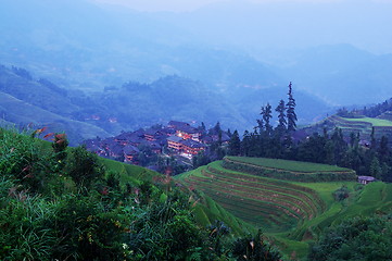 Image showing Chinese green rice field