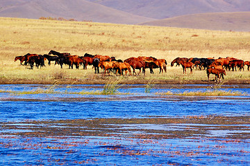 Image showing Landscape of lake and horses