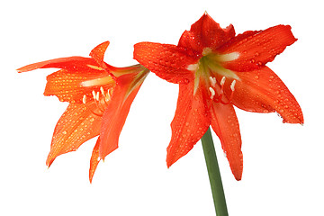 Image showing orange lily in the Rozsa drops