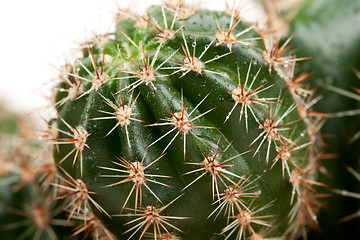 Image showing Background from a cactus