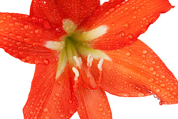 Image showing orange lily in the Rozsa drops