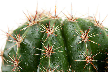 Image showing cactus with spines