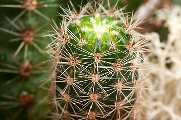 Image showing Background from a cactus