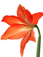 Image showing orange lily in the Rozsa drops