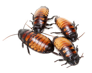 Image showing four Madagascar cockroaches