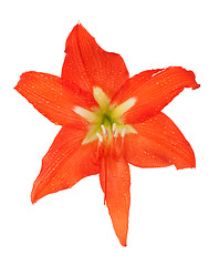 Image showing orange lily in the Rozsa drops