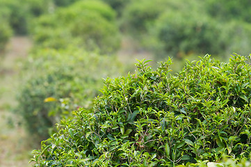 Image showing Tea bush in Thailand