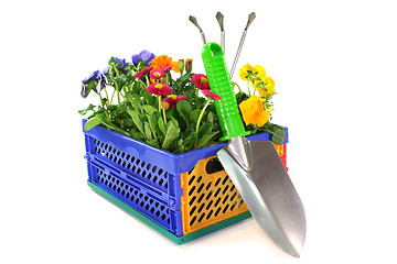 Image showing Balcony plants in a folding box