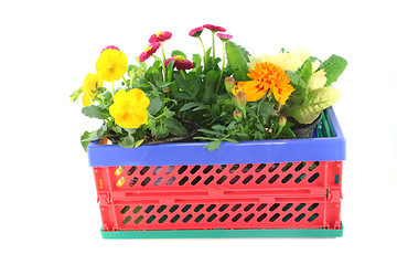 Image showing Balcony plants in a folding box