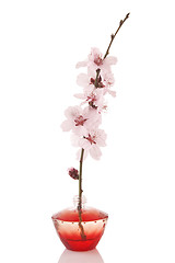 Image showing perfume bottle and cherry flower