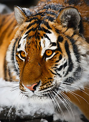 Image showing Tiger portrait