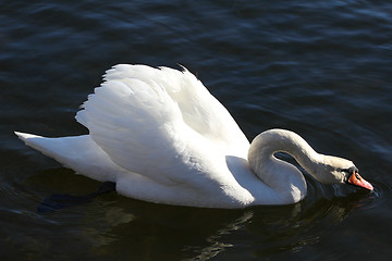 Image showing Swan drinking water.