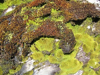 Image showing Moss