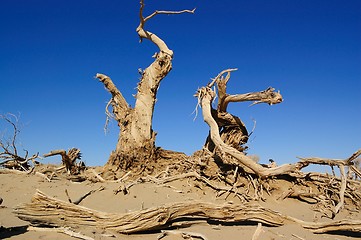 Image showing Dead trees