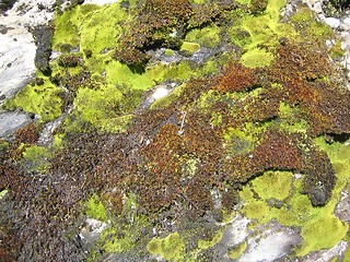 Image showing Moss