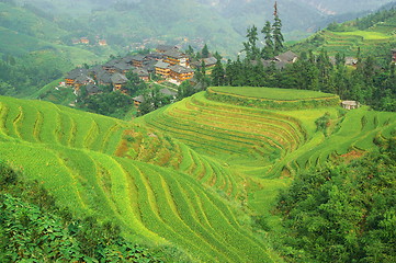 Image showing Green rice terrace in china