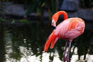 Image showing Flamingo bird