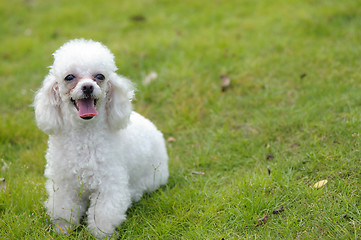 Image showing Toy poodle dog