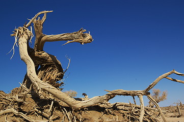 Image showing Dead tree