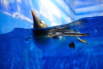 Image showing Swimming penguin