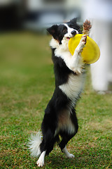 Image showing Border collie dog holding toy