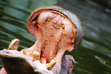 Image showing Hippopotamus amphibius