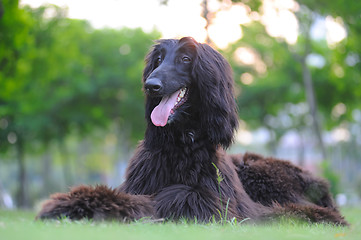 Image showing Afghan hound dog