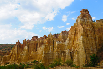 Image showing Soil forest